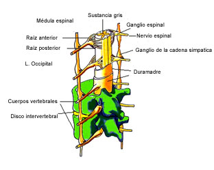 Figura 2: Anatomía de la médula espinal con su envoltura